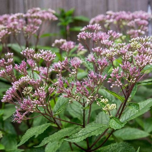 Spotted Joe-Pye Seeds