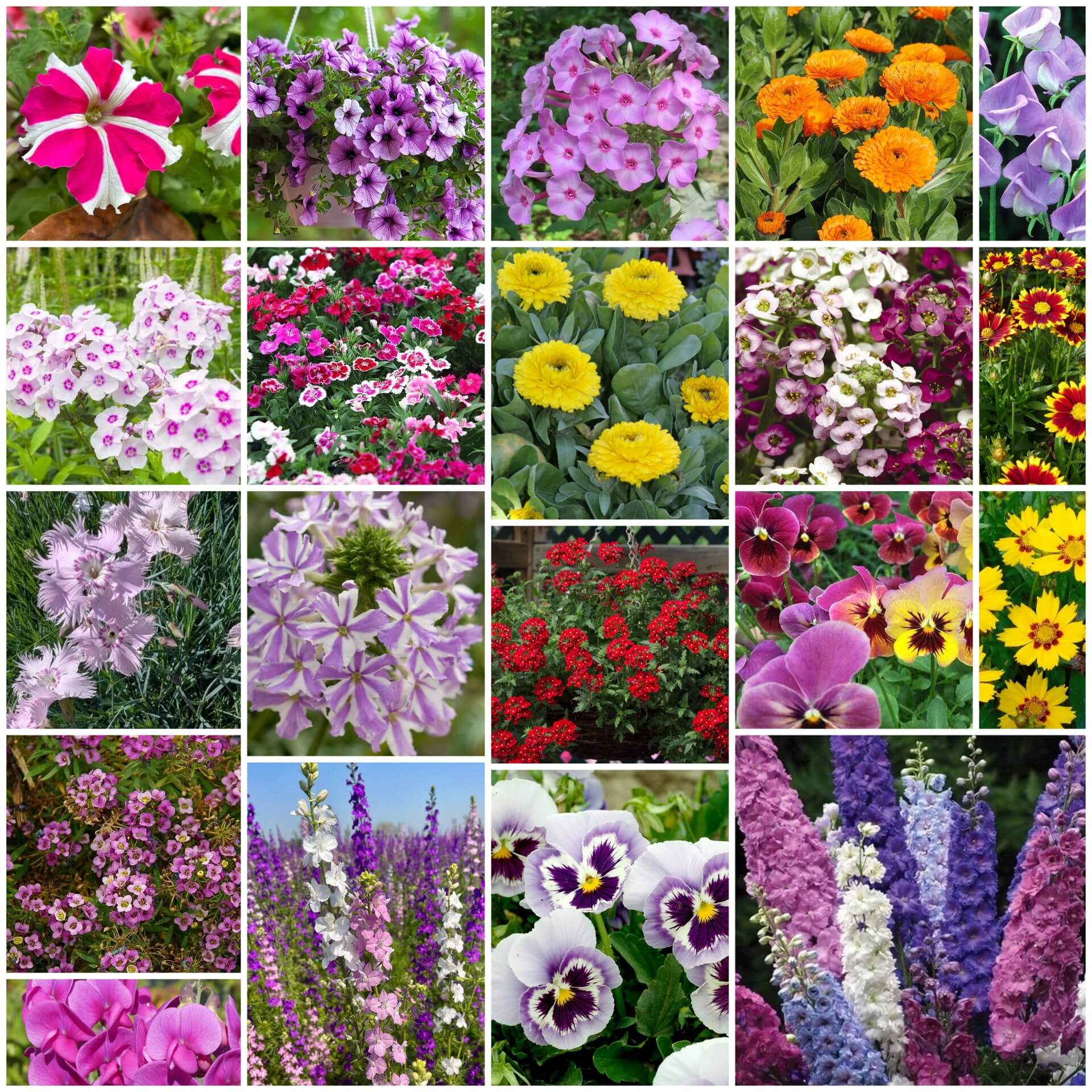 Spring Bloom Flower Mix Seeds