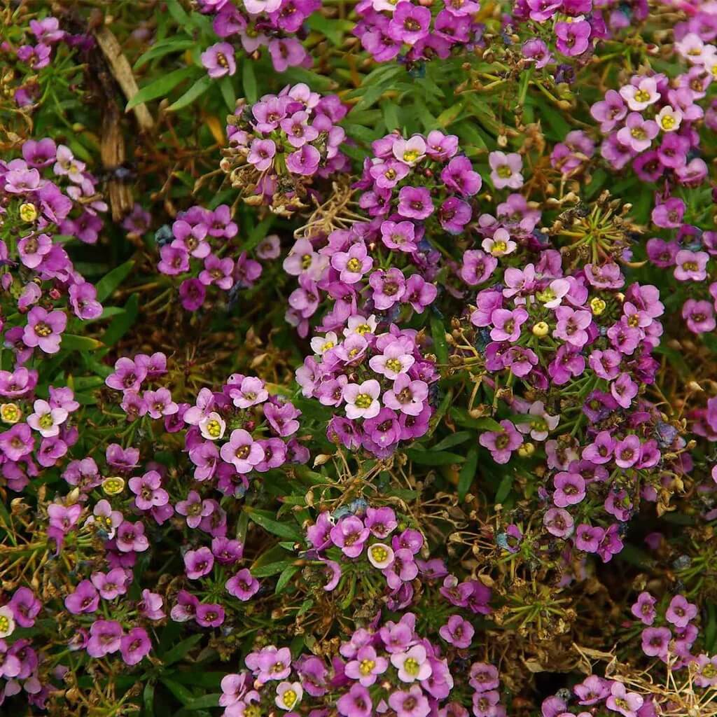 Spring Bloom Flower Mix Seeds