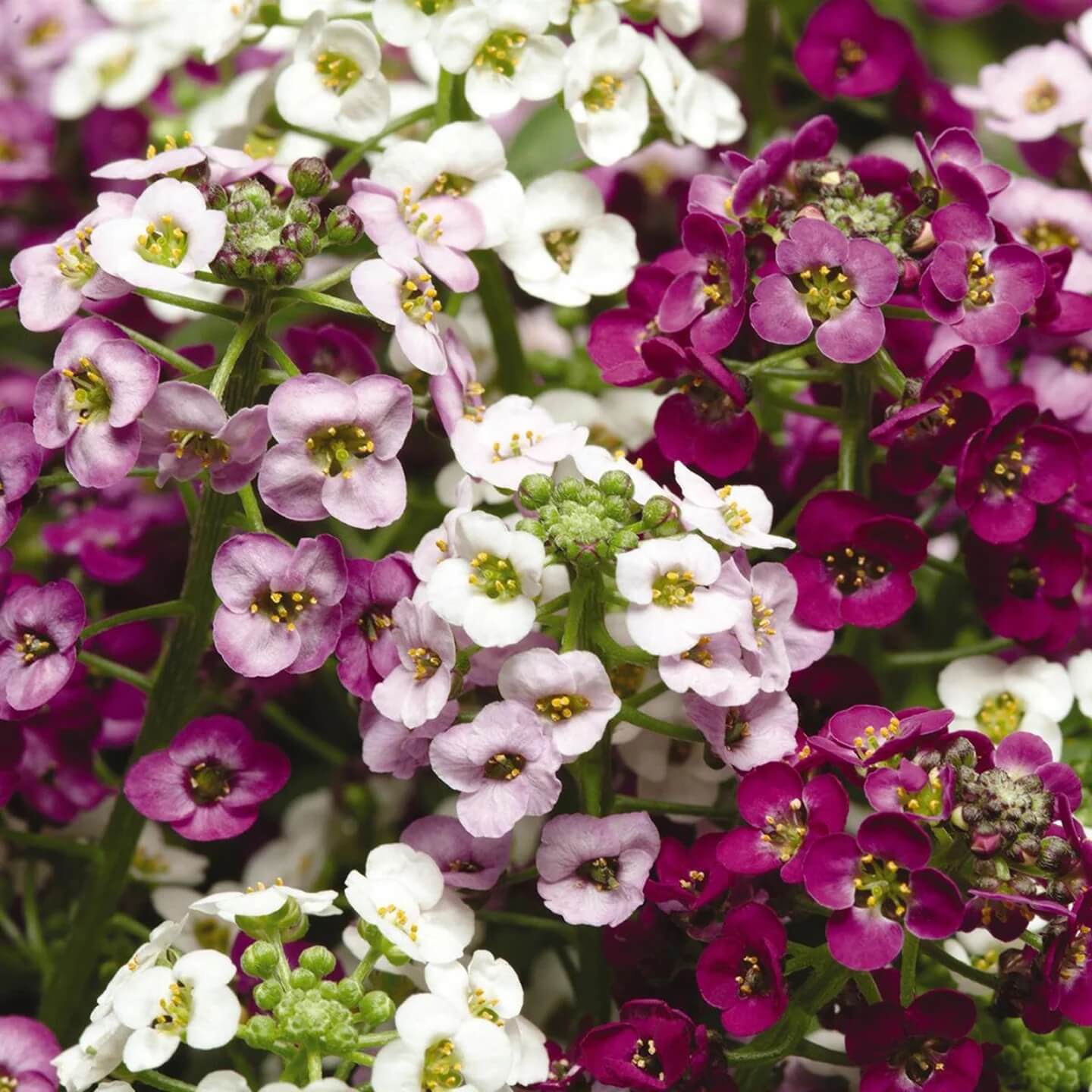 Spring Bloom Flower Mix Seeds