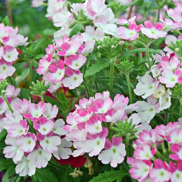 Spring Bloom Flower Mix Seeds