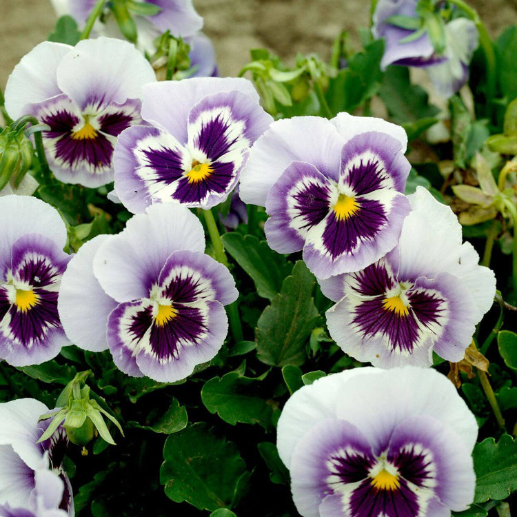 Spring Bloom Flower Mix Seeds