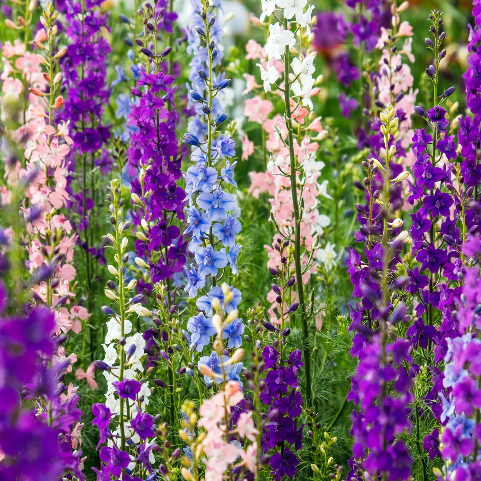 Spring Bloom Flower Mix Seeds