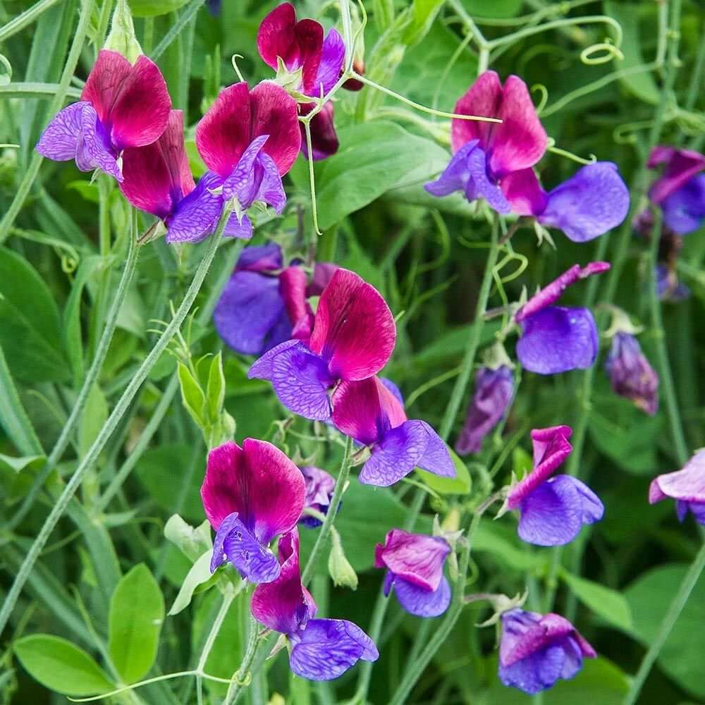 Spring Bloom Flower Mix Seeds