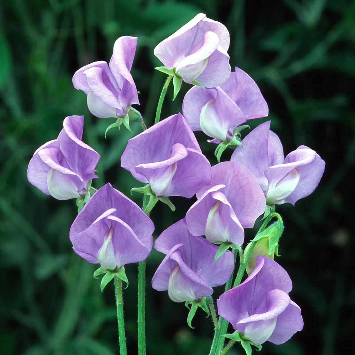 Spring Bloom Flower Mix Seeds