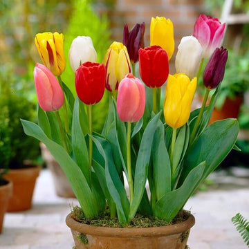 Spring Tulip Seeds - Flower Plant