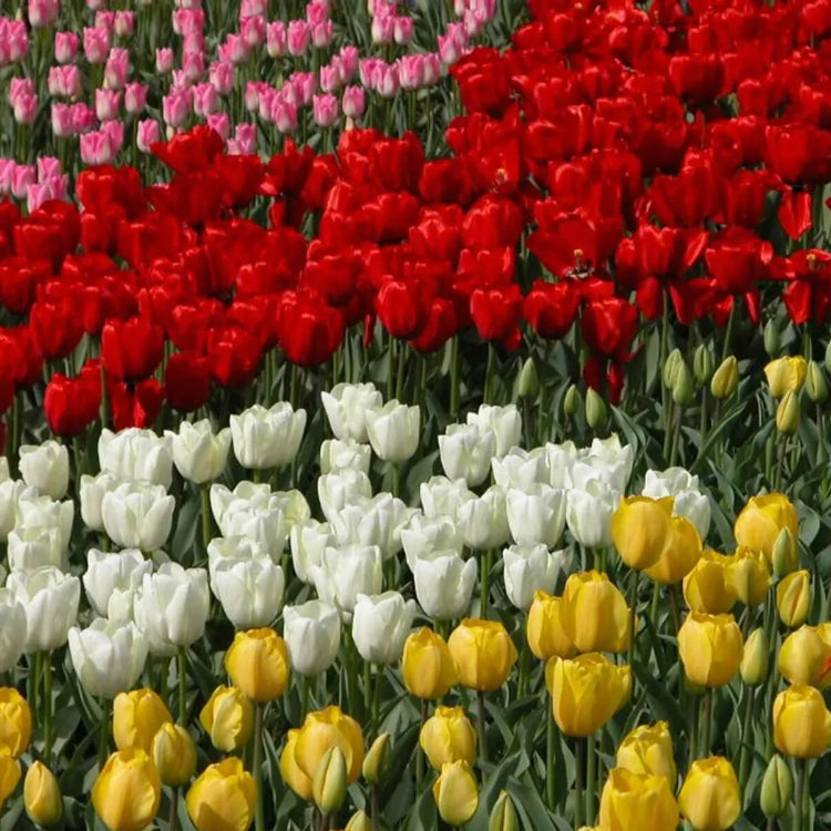 Spring Tulip Seeds - Flower Plant