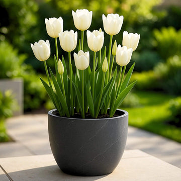 Spring Tulip Seeds - Flower Plant