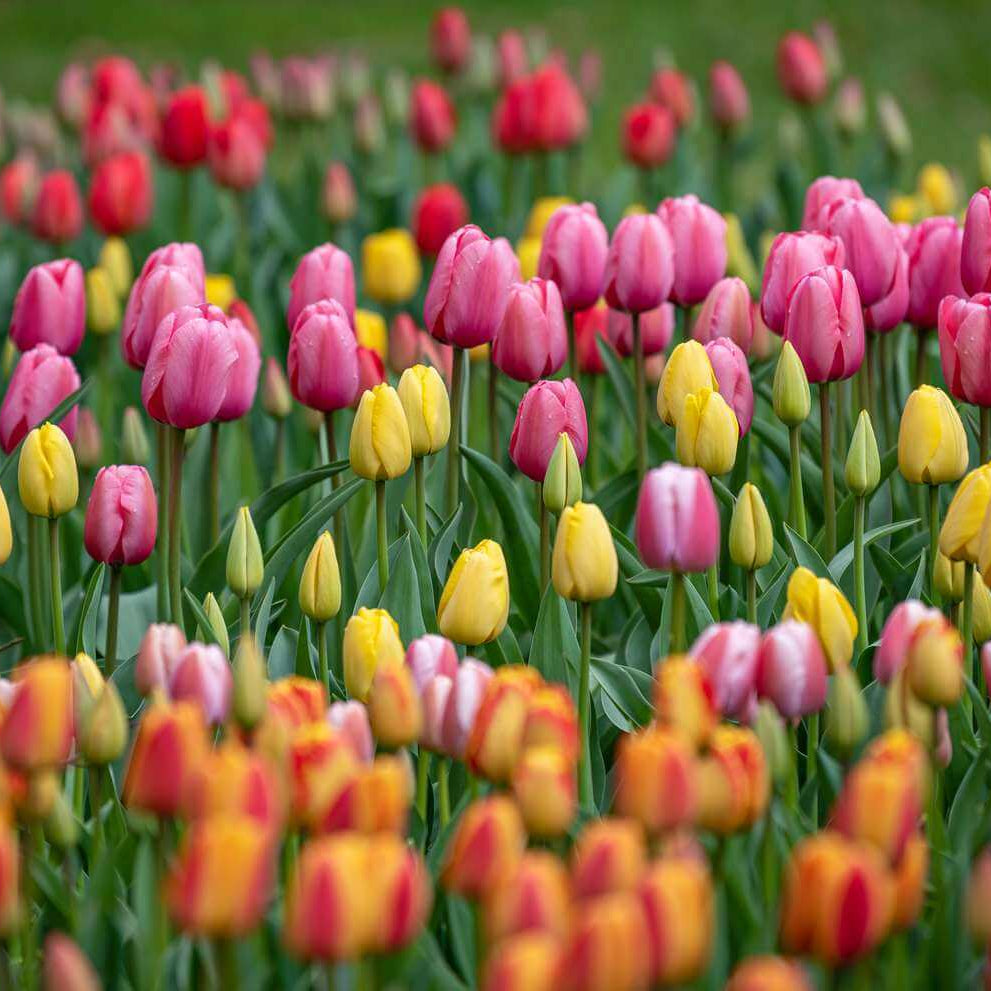 Spring Tulip Seeds - Flower Plant