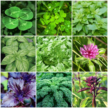 Sprouting Seeds - All In One For Home Gardens