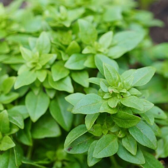 Sprouting Seeds - All In One For Home Gardens