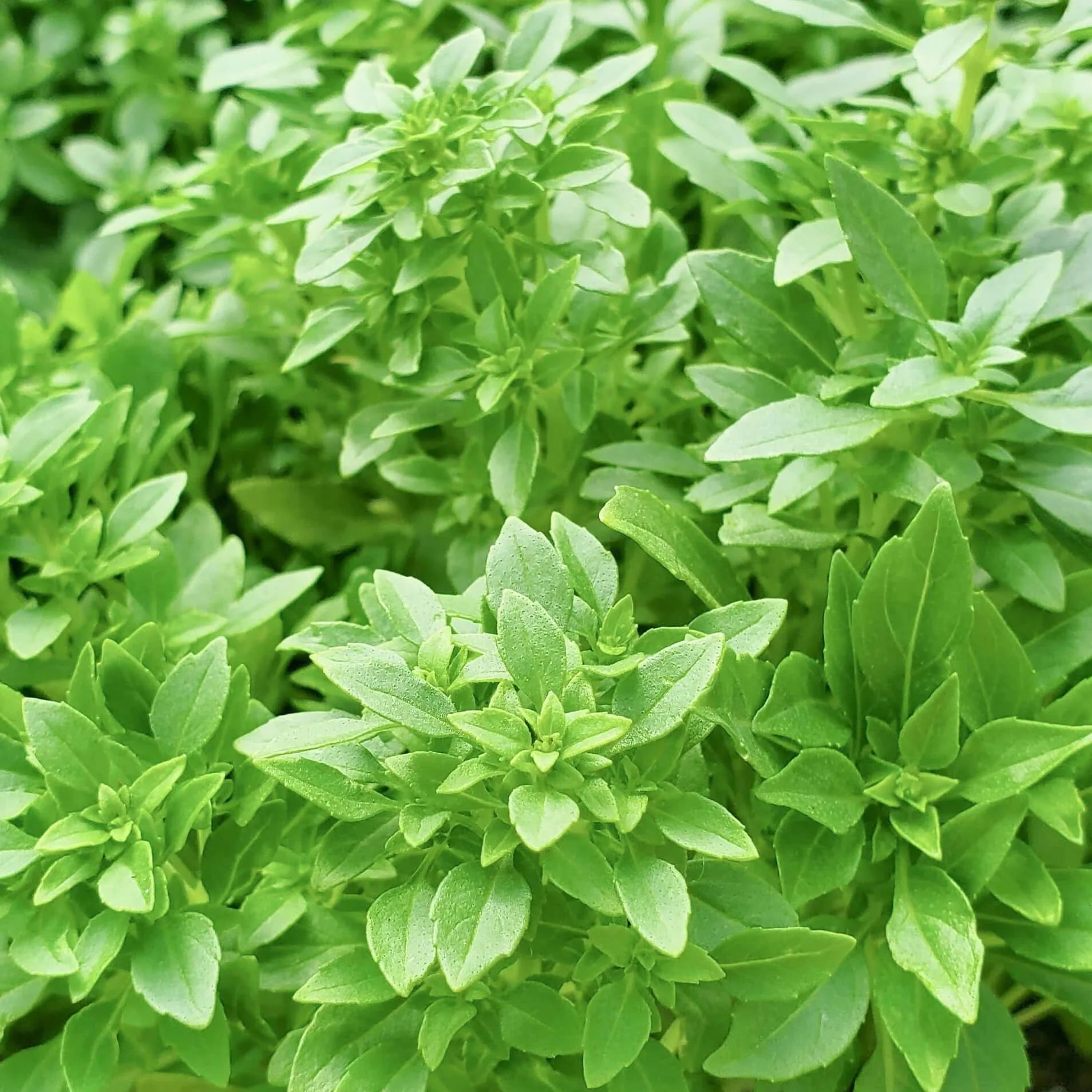 Sprouting Seeds - All In One For Home Gardens