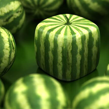 Square Watermelon Seeds 