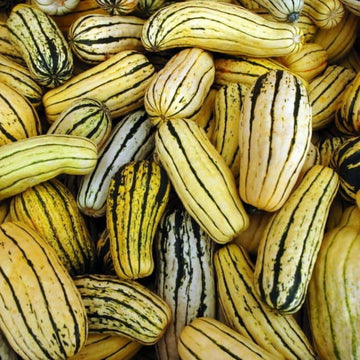 Squash Seeds - Delicata