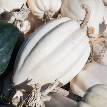 Squash Seeds – Mashed Potato