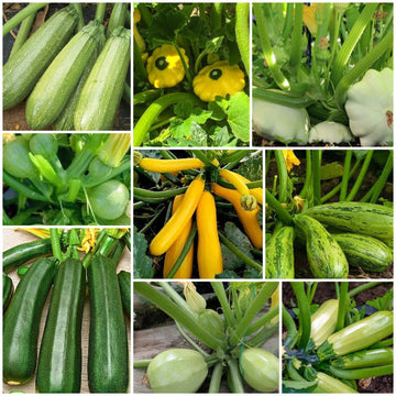 Squash Seeds - All In One For Home Gardens