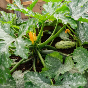Squash Seeds - All In One For Home Gardens