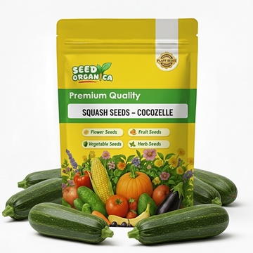 Squash Seeds – Cocozelle