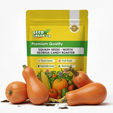 Squash Seeds – North Georgia Candy Roaster