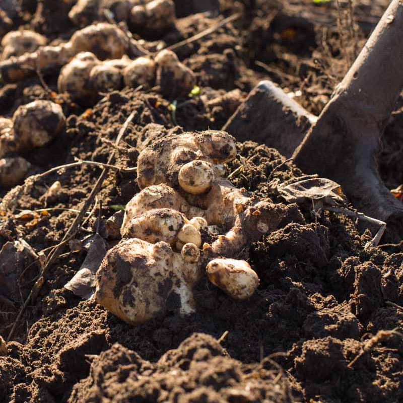 Stampede Seeds - Vegetable Plant for Home Gardens