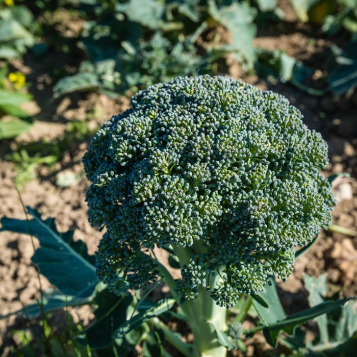 Standard Broccoli Seeds