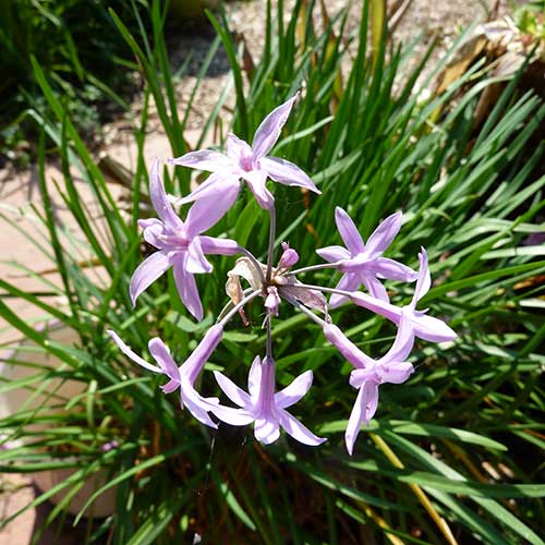 Standard Purple Society Garlic Seeds - Herbal Plant