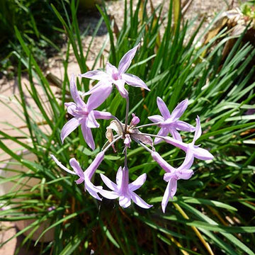 Standard Purple Society Garlic Seeds - Herbal Plant