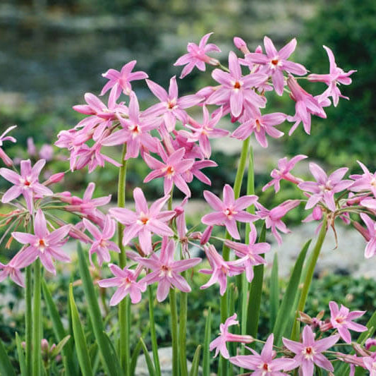 Standard Purple Society Garlic Seeds - Herbal Plant