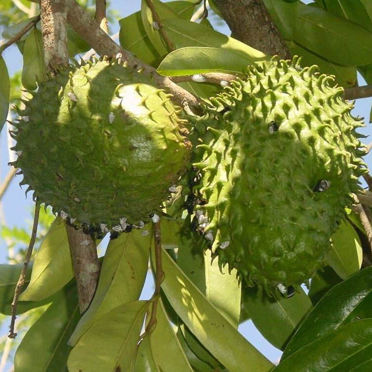 Standard Soursop Seeds - Fruit Plant