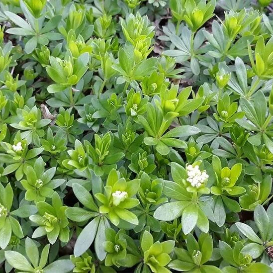 Standard Sweet Woodruff Seeds - Herbal Plant