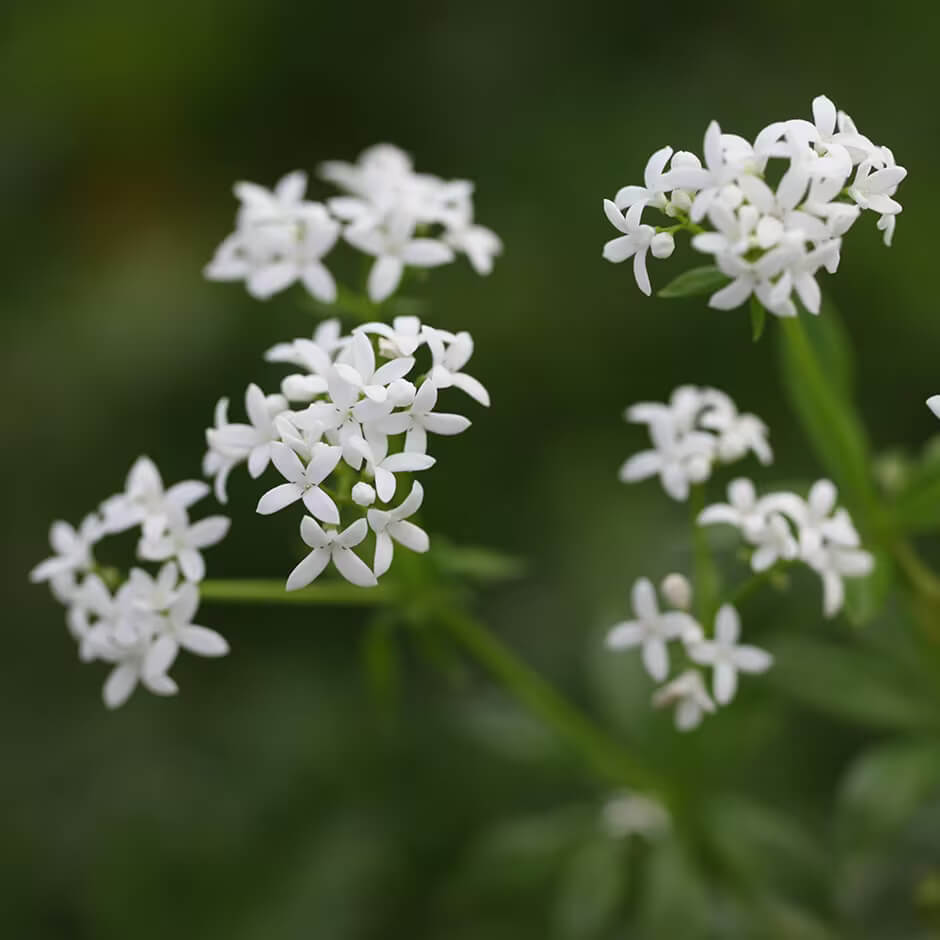 Standard Sweet Woodruff Seeds - Herbal Plant