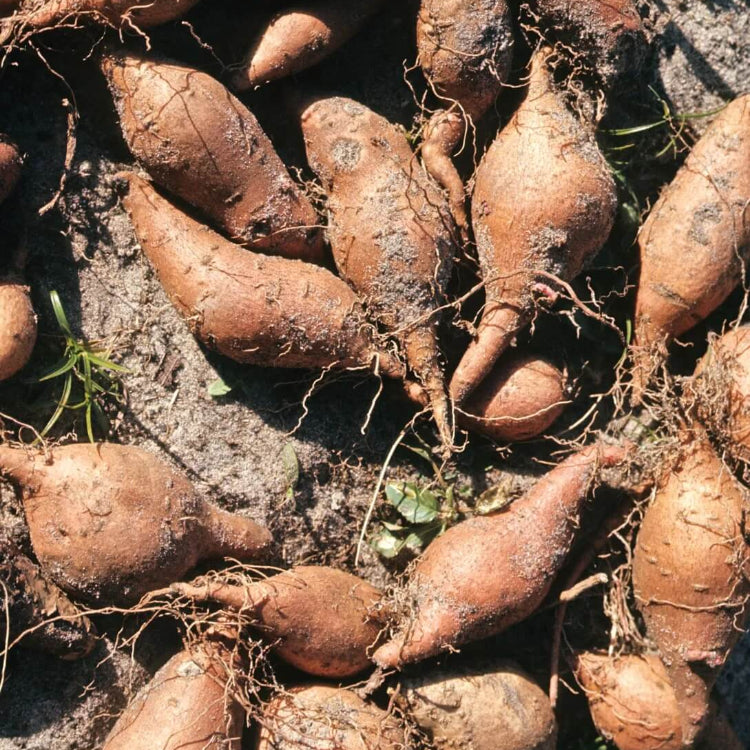Standard Yacon Seeds - Vegetable Plant