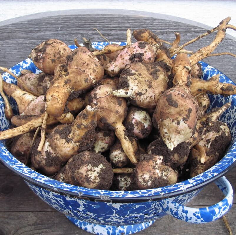 Standard Yacon Seeds - Vegetable Plant