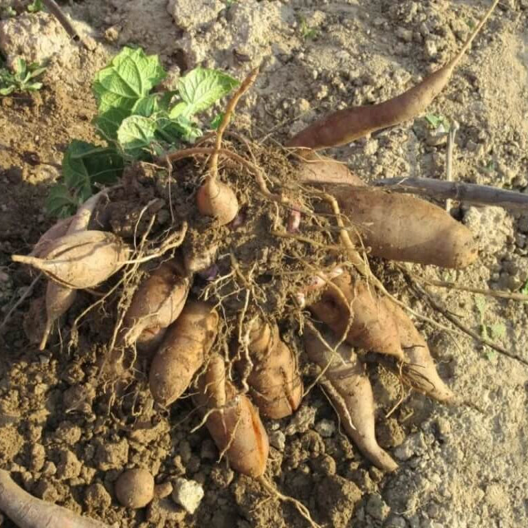 Standard Yacon Seeds - Vegetable Plant