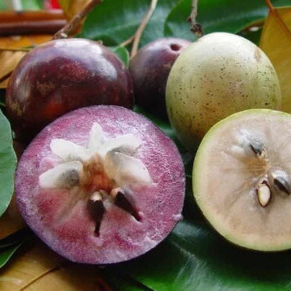 Star Apple Seeds – Purple
