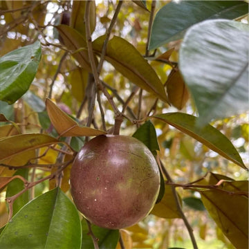 Star Apple Seeds - Fruit Plant