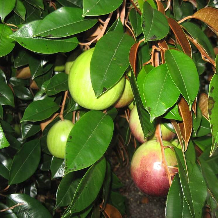 Star Apple Seeds - Fruit Plant