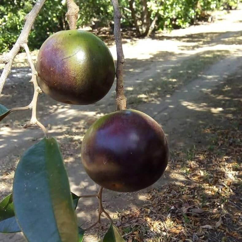 Star Apple Seeds - Fruit Plant