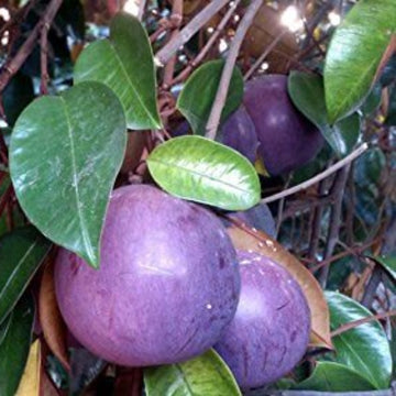 Star Apple Seeds – Purple
