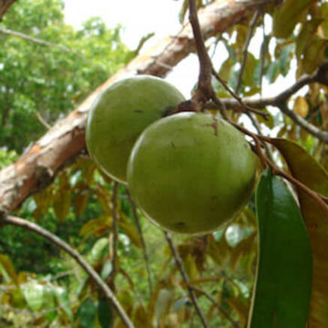 Star Apple Seeds – White