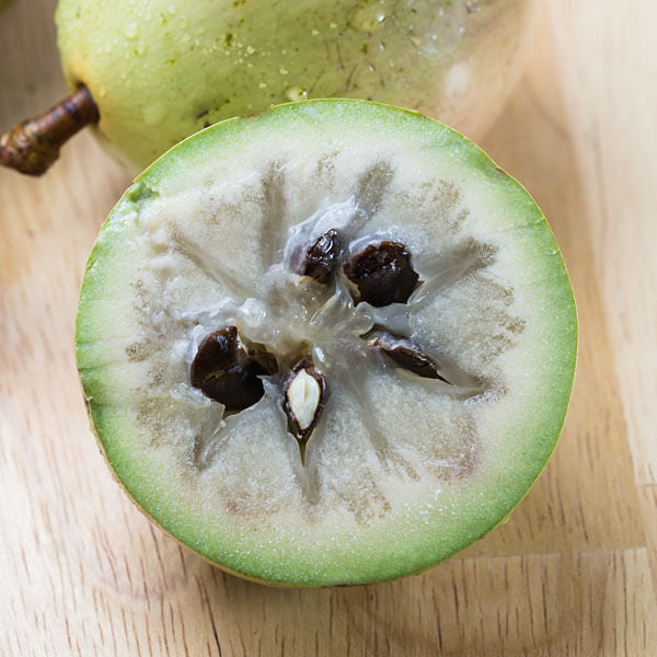 Star Apple Seeds – White
