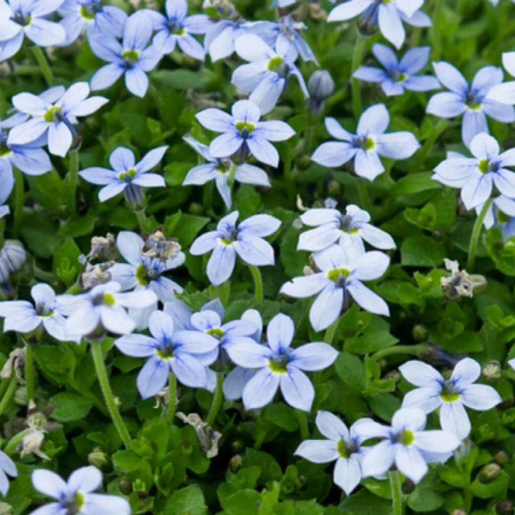 Star Creeper Seeds - Flower Plant