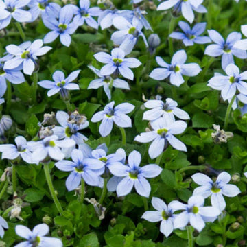 Star Creeper Seeds - Flower Plant