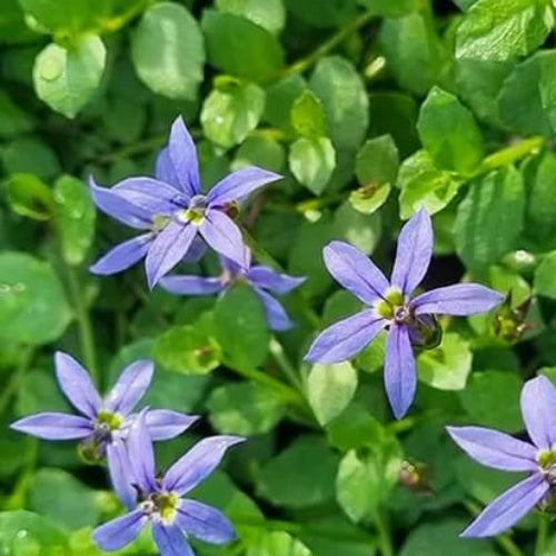 Star Creeper Seeds - Flower Plant
