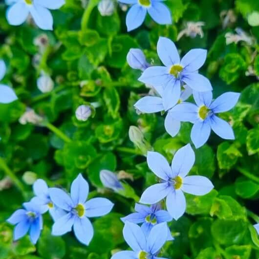 Star Creeper Seeds - Flower Plant