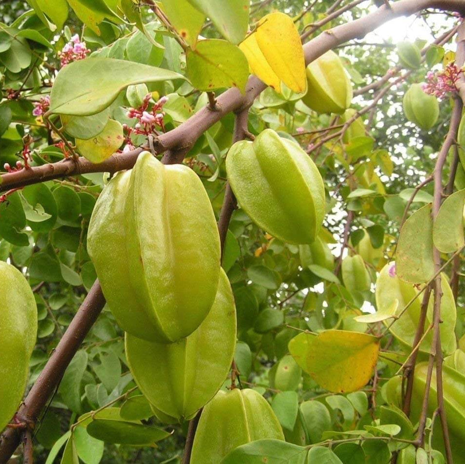 Star Fruit Seeds