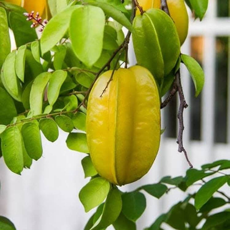 Star Fruit Seeds