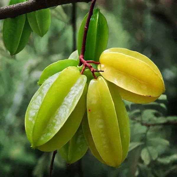 Star Fruit Seeds