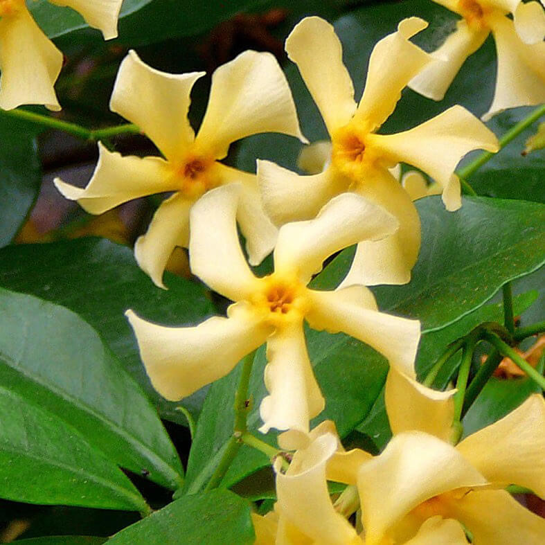 Star Jasmine Seeds