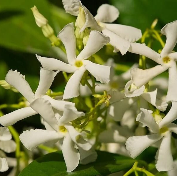 Star Jasmine Seeds